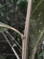 Critoniopsis