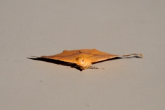 Tetracis cervinaria