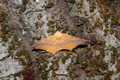 Tetracis cervinaria