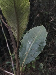 Critoniopsis
