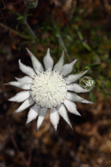 Actinotus leucocephalus