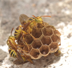 Mischocyttarus alfkenii-basimacula