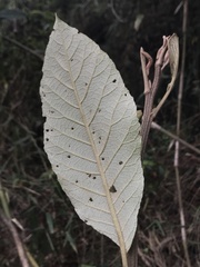 Critoniopsis