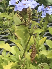 Polistes exclamans