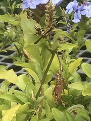 Polistes exclamans