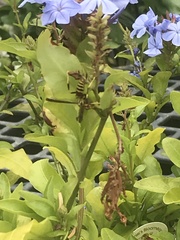 Polistes exclamans