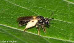 Gonandrena