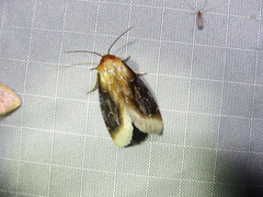 Chrysoecia scira