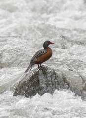 Merganetta armata armata