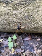 Tanyptera