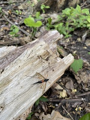 Tanyptera