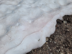 Chlamydomonas nivalis