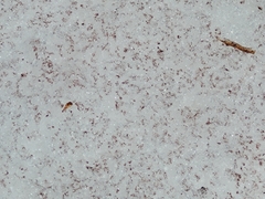 Chlamydomonas nivalis