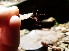 Acromyrmex volcanus