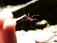 Acromyrmex volcanus