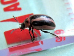 Calligrapha californica