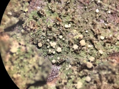 Micarea neostipitata