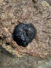 Dendrodoris fumata