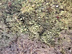 Micarea neostipitata