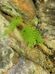 Woodsia obtusa