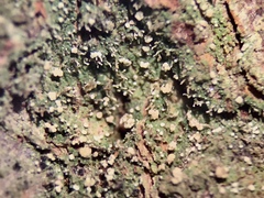 Micarea neostipitata