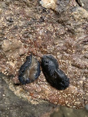 Dendrodoris fumata