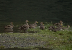 Anas georgica spinicauda