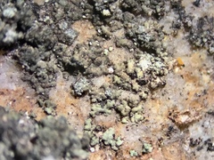 Lendemeriella reptans