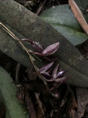Pleurothallidinae