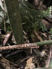 Pleurothallidinae