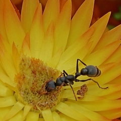 Myrmecia haskinsorum
