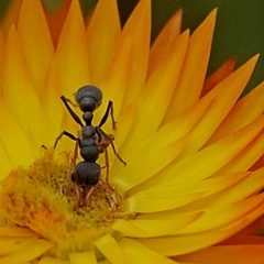 Myrmecia haskinsorum