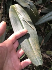 Pleurothallidinae