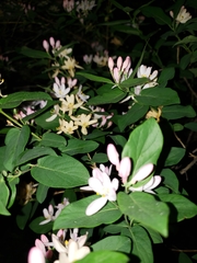 Lonicera