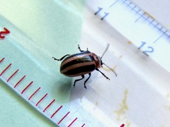 Calligrapha californica