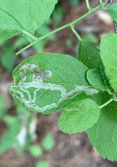 Stigmella rhamnicola