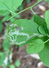 Stigmella rhamnicola