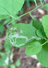 Stigmella rhamnicola