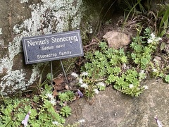 Sedum nevii