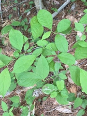 Stigmella rhamnicola