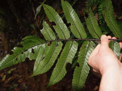 Diplazium rivale