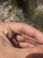 Aristida purpurea wrightii