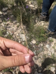 Aristida purpurea wrightii