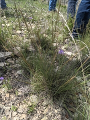 Aristida purpurea wrightii