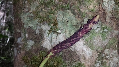 Bulbophyllum henrici image