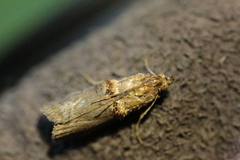 Trachonitis cristella