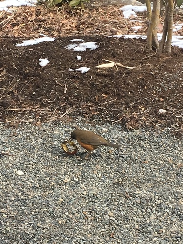 Turdus chrysolaus