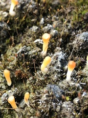 Multiclavula vernalis