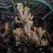 Ramaria patagonica - Photo (c) Pablo Silva, some rights reserved (CC BY-NC), uploaded by Pablo Silva