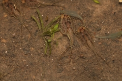 Phyllopoda